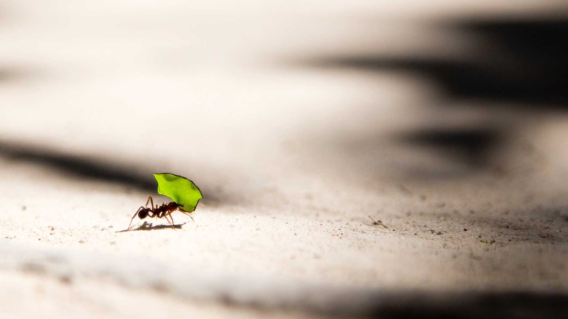 Ep. 63. Less is more, and short is beautiful